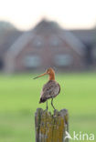Black-tailed Godwit (Limosa limosa) 
