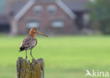 Black-tailed Godwit (Limosa limosa) 