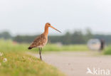 Black-tailed Godwit (Limosa limosa) 