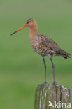 Black-tailed Godwit (Limosa limosa) 