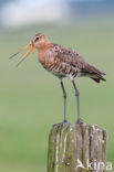 Black-tailed Godwit (Limosa limosa) 