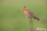Black-tailed Godwit (Limosa limosa) 