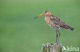 Black-tailed Godwit (Limosa limosa) 