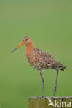 Black-tailed Godwit (Limosa limosa) 