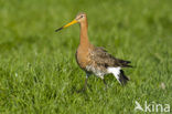 Grutto (Limosa limosa) 