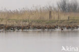 Black-tailed Godwit (Limosa limosa) 