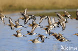 Black-tailed Godwit (Limosa limosa) 