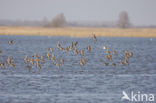 Black-tailed Godwit (Limosa limosa) 