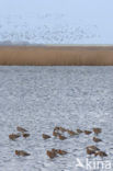 Black-tailed Godwit (Limosa limosa) 