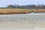 Black-tailed Godwit (Limosa limosa) 