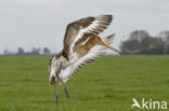 Black-tailed Godwit (Limosa limosa) 