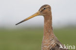 Black-tailed Godwit (Limosa limosa) 