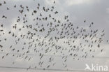 Grutto (Limosa limosa) 