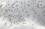 Grutto (Limosa limosa) 