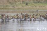 Black-tailed Godwit (Limosa limosa) 