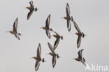 Black-tailed Godwit (Limosa limosa) 