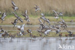Black-tailed Godwit (Limosa limosa) 