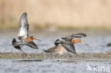 Grutto (Limosa limosa) 