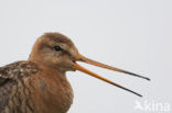 Black-tailed Godwit (Limosa limosa) 