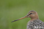 Black-tailed Godwit (Limosa limosa) 