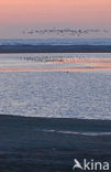 Grutto (Limosa limosa) 