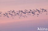 Grutto (Limosa limosa) 