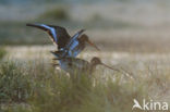 Grutto (Limosa limosa) 