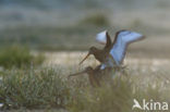 Grutto (Limosa limosa) 