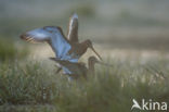 Grutto (Limosa limosa) 