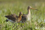 Grutto (Limosa limosa) 