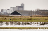 Grutto (Limosa limosa) 