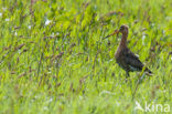 Grutto (Limosa limosa) 