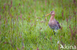 Grutto (Limosa limosa) 