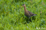 Grutto (Limosa limosa) 