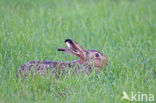 Brown Hare (Lepus europaeus)