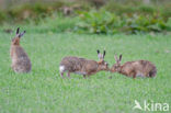 Brown Hare (Lepus europaeus)