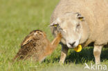 Brown Hare (Lepus europaeus)