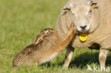 Brown Hare (Lepus europaeus)