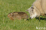 Brown Hare (Lepus europaeus)