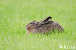 Brown Hare (Lepus europaeus)