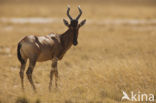 Hartebeest (Alcelaphus buselaphus)