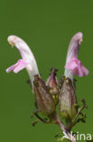 Heidekartelblad (Pedicularis sylvatica) 