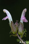 Heidekartelblad (Pedicularis sylvatica) 