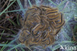 Ground Lackey (Malacosoma castrensis)