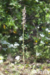Heilige orchis (Orchis sancta)