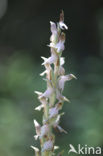 Heilige orchis (Orchis sancta)