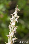 Heilige orchis (Orchis sancta)