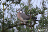Azores Wood Pigeon (Columba palumbus azorica)
