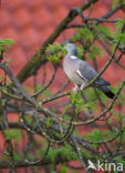 Houtduif (Columba palumbus)