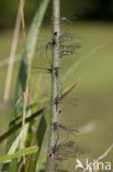 Green Emerald Damselfly (Lestes viridis)